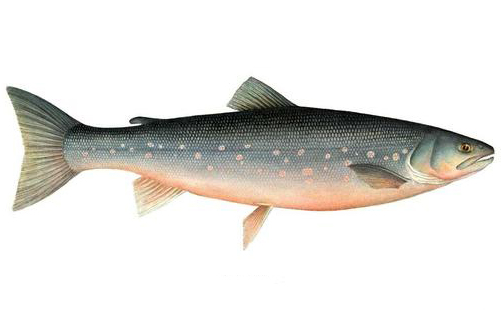 arctic char