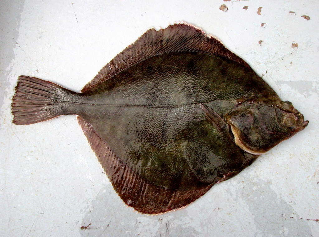 Плоская рыба название с фото
