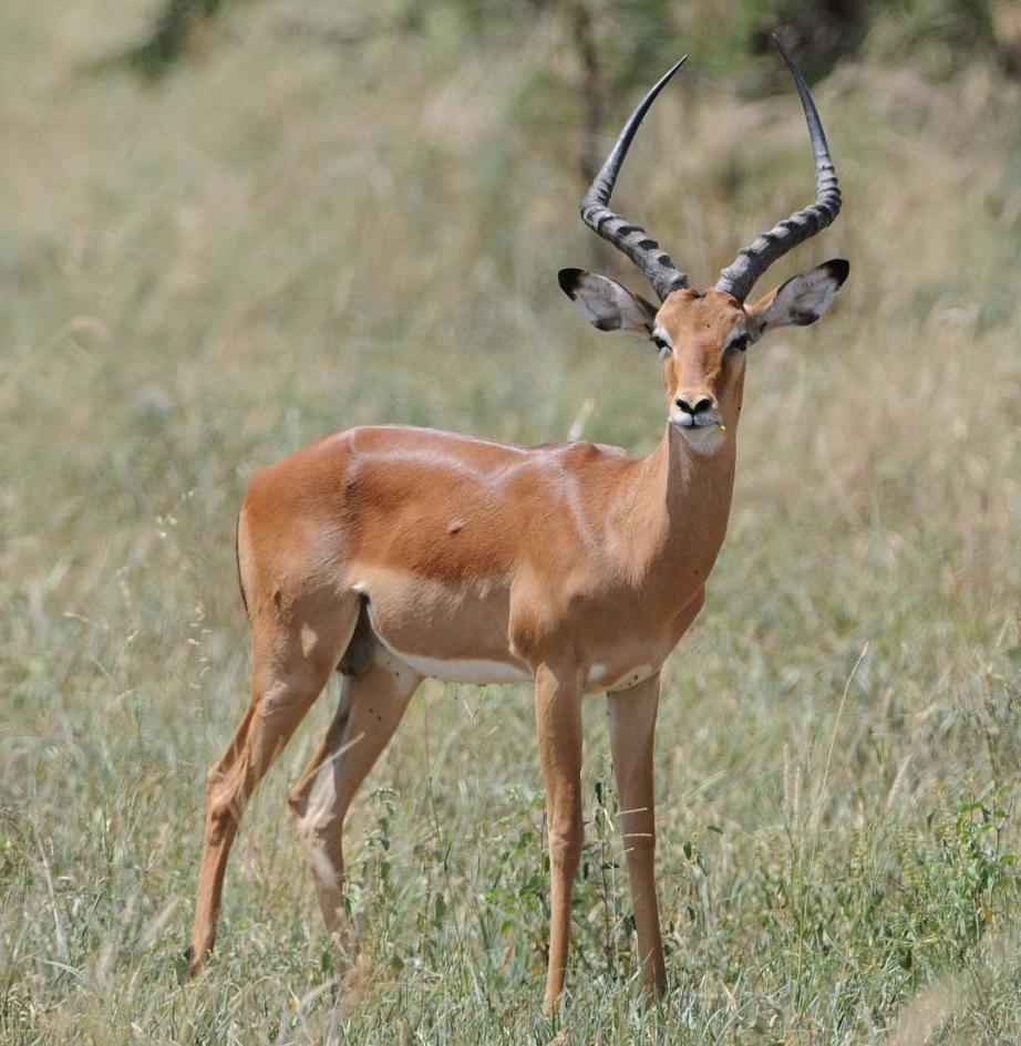 Африканская антилопа Импала