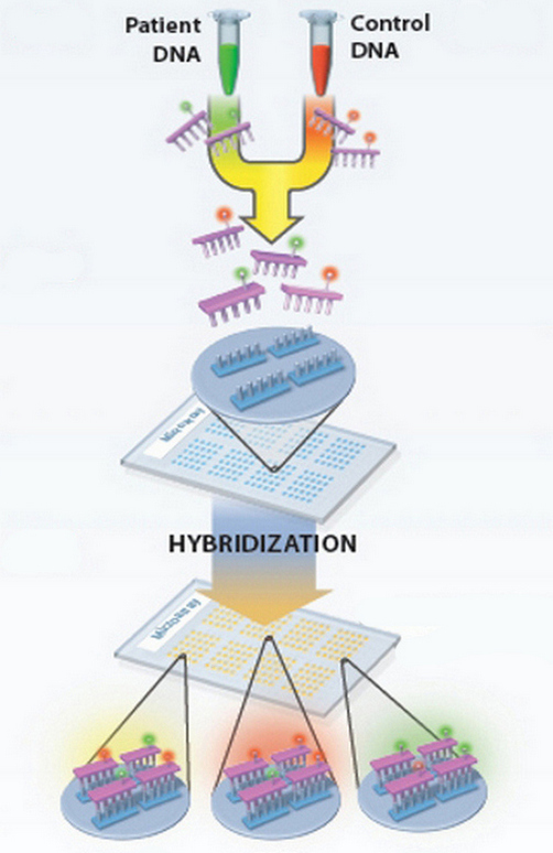 гибридизация между фрагментами ДНК и маркерами