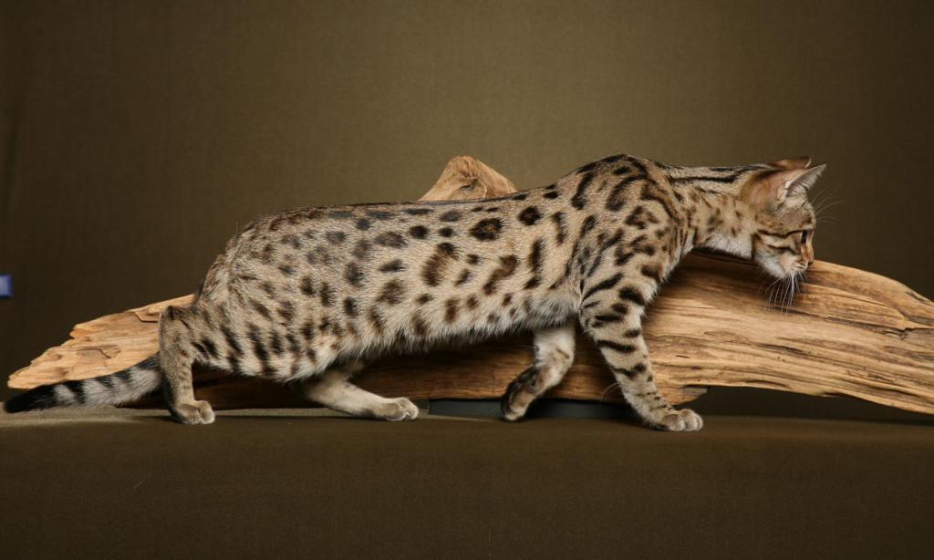 Bengal cat