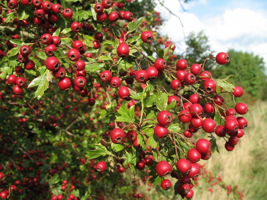 Berry apple tree