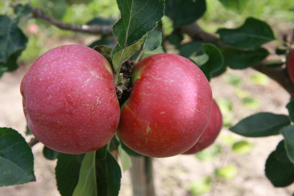 Apple tree Lobo