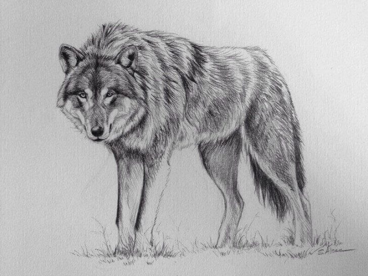 волк карандашом