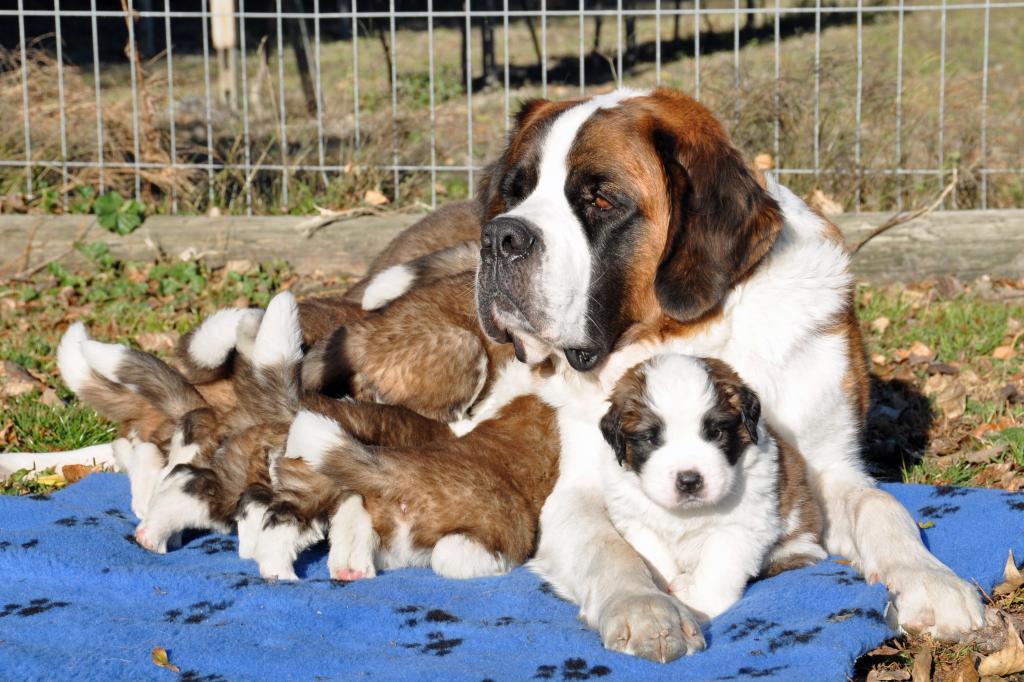 nursery of saint bernards