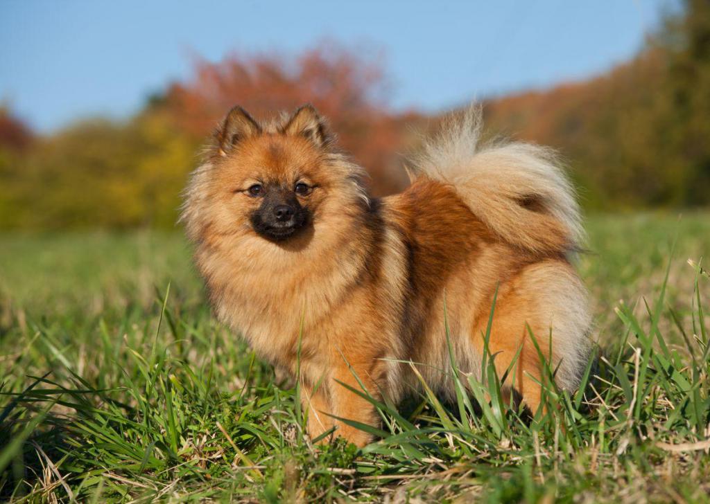 German Spitz