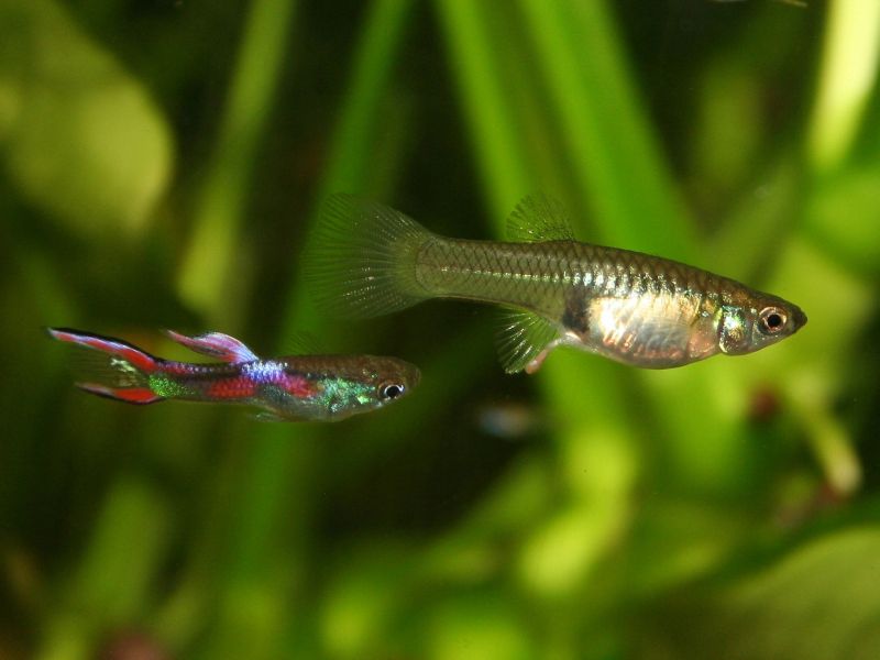 Guppy male and female