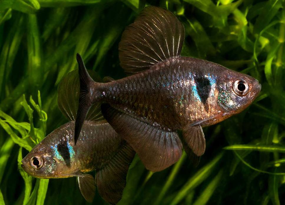 Орнатус рыбка аквариумная фото и описание