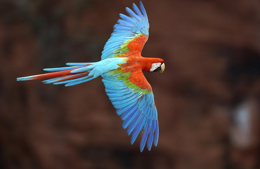 In flight