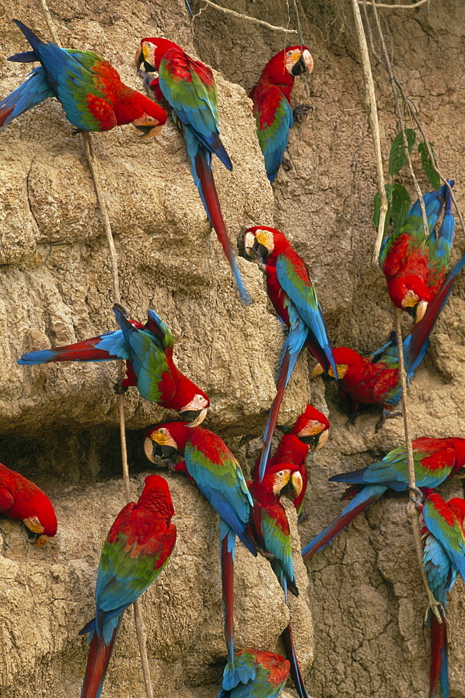 Colony of parrots