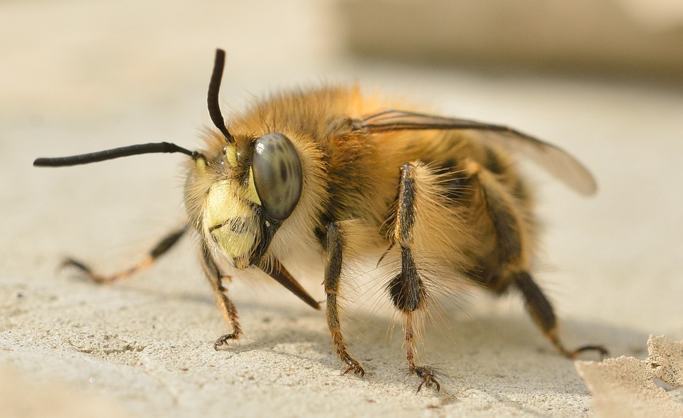 Пчела из перепончатокрылых
