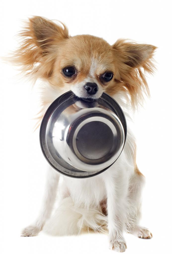 Питание щенка чихуахуа в 2 месяца: чем кормить правильно, советы и рекомендации специалистов, Чем можно кормить двухмесячного щенка чихуахуа