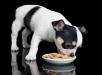 Питание щенка чихуахуа в 2 месяца: чем кормить правильно, советы и рекомендации специалистов, Чем можно кормить двухмесячного щенка чихуахуа