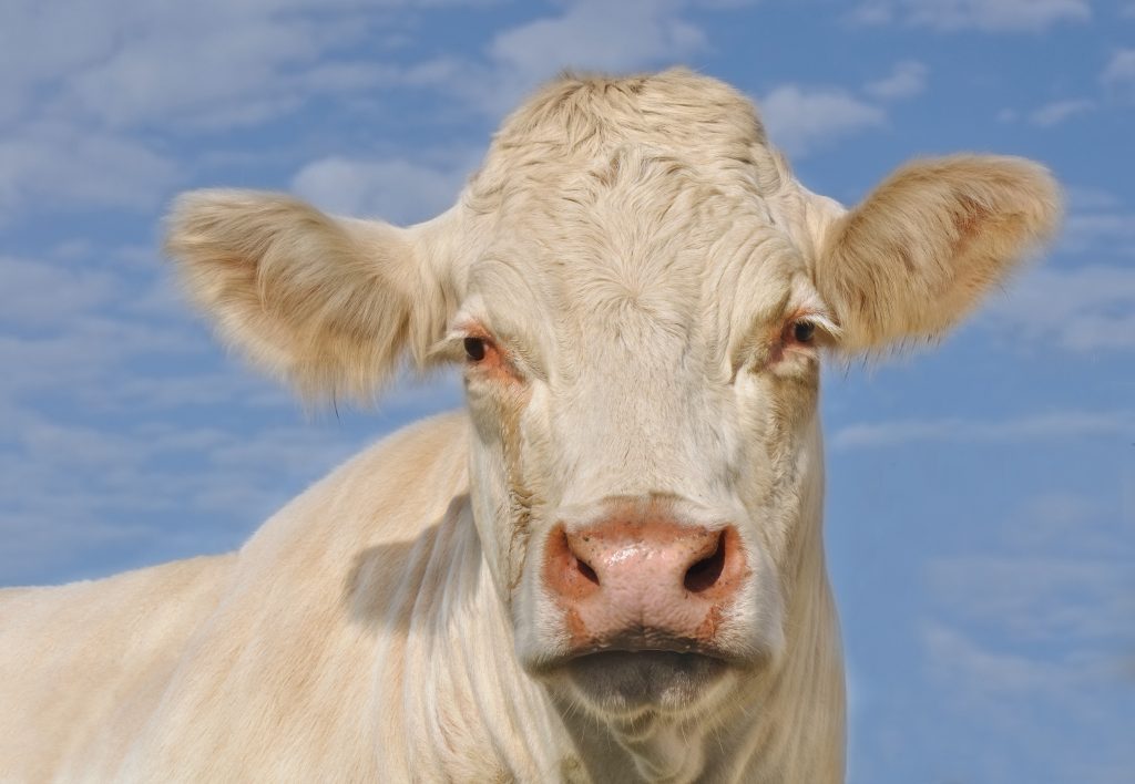 коровы породы шароле описание породы