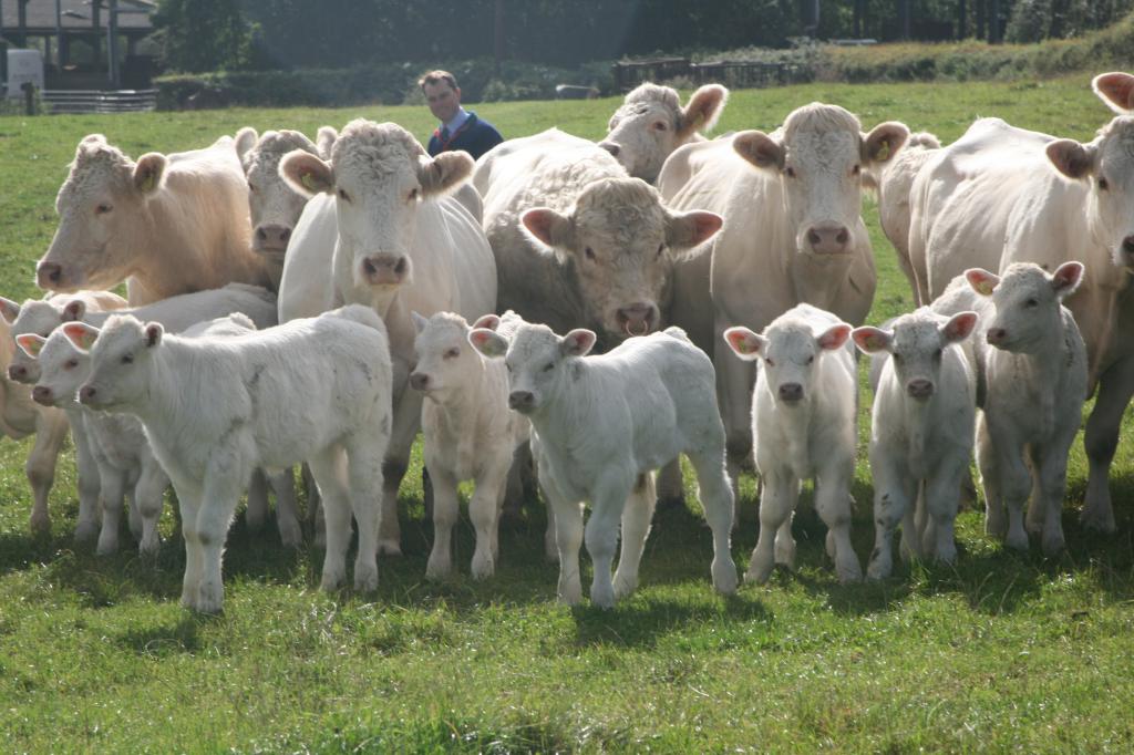 коровы породы шароле особенности ухода