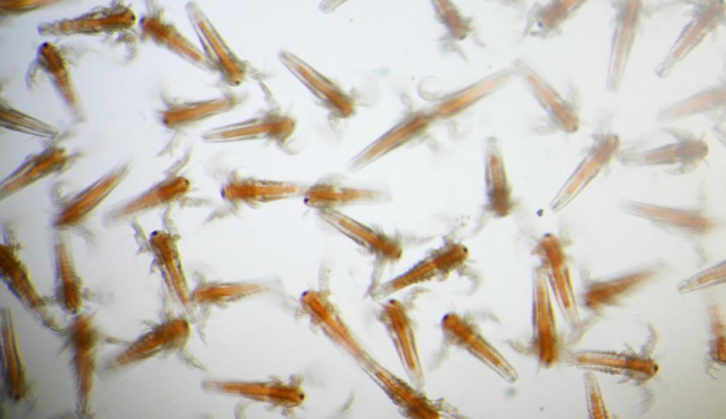 Artemia Nauplii