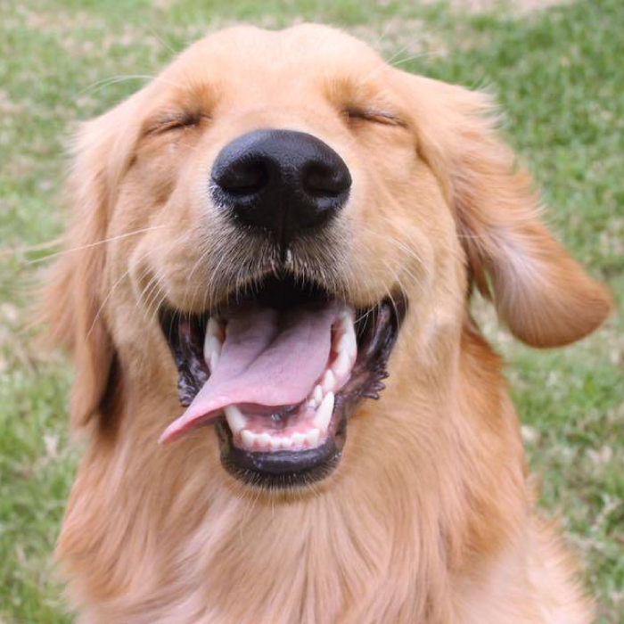 how many golden retriever live at home