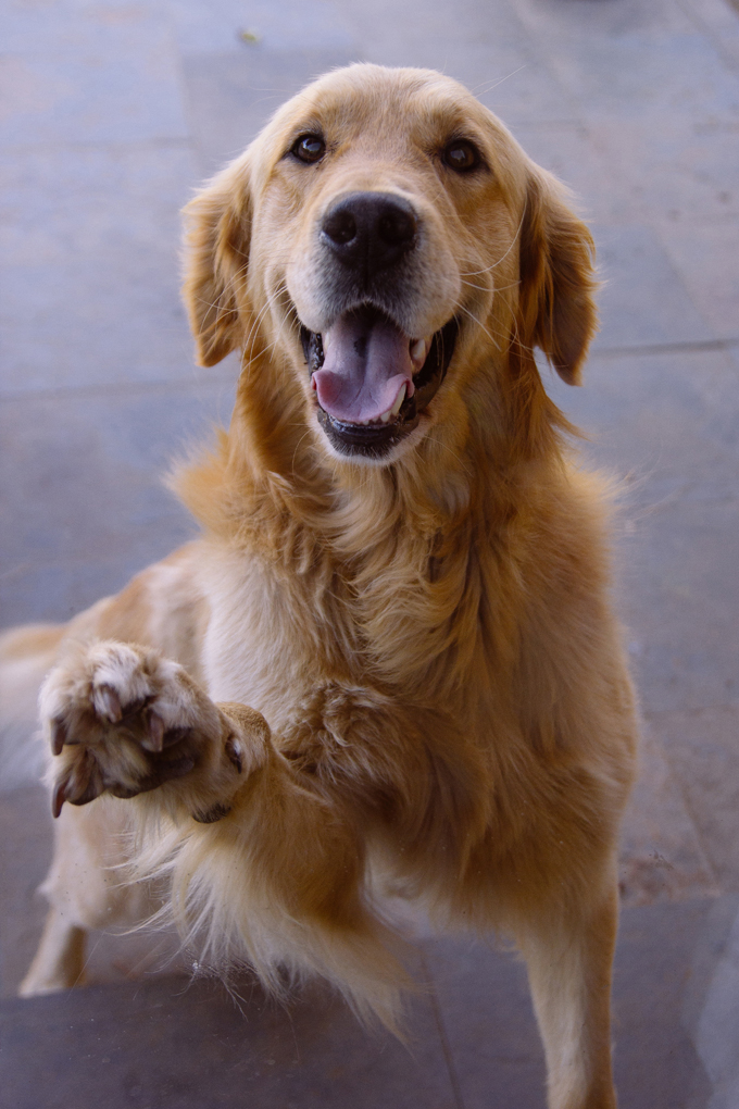 golden retriever how many live