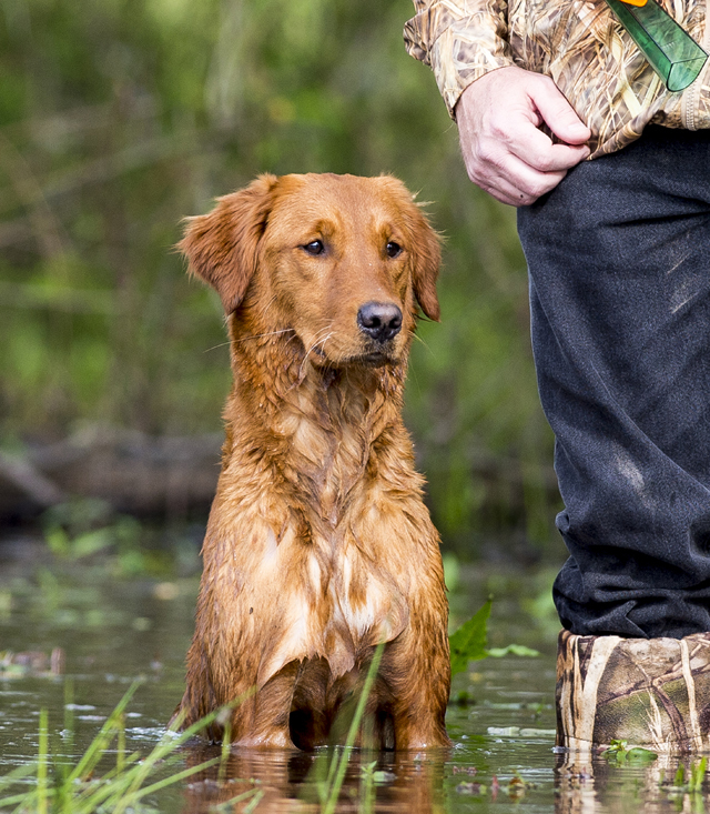 golden retriever photo