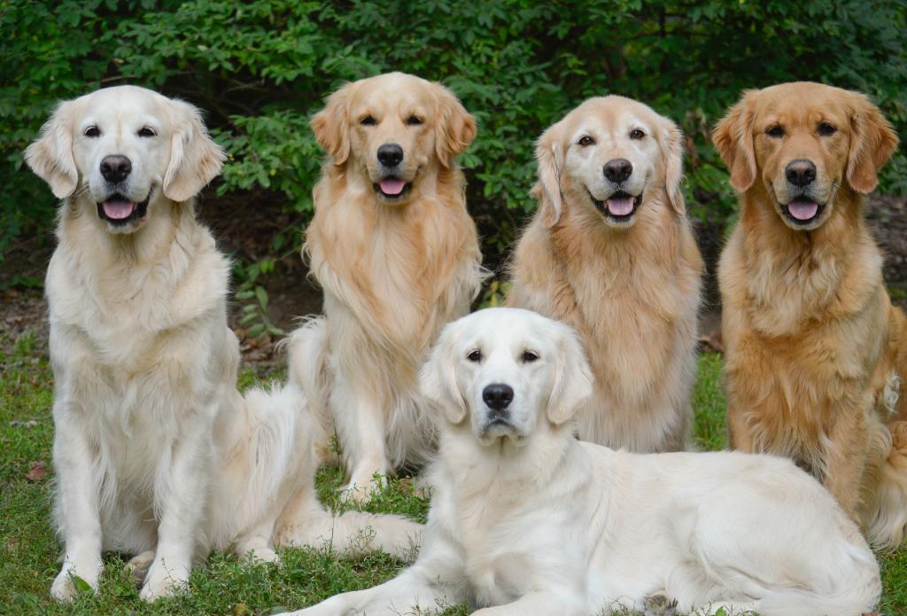 golden retriever life span