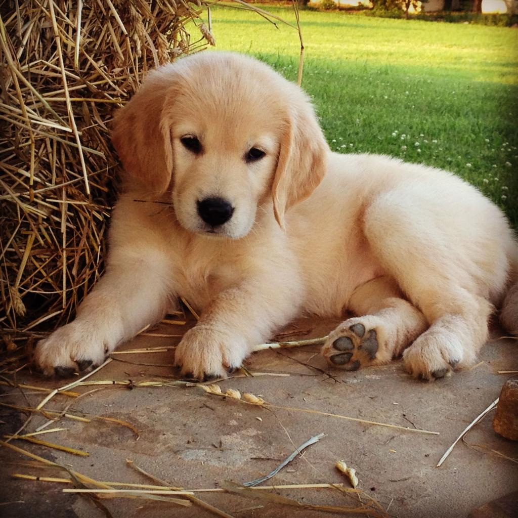 golden retriever breed description