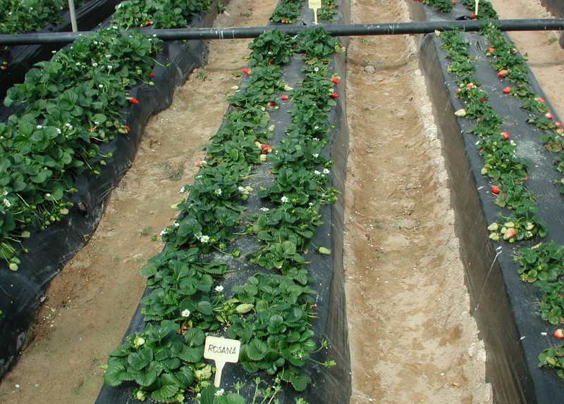 Beds of strawberries