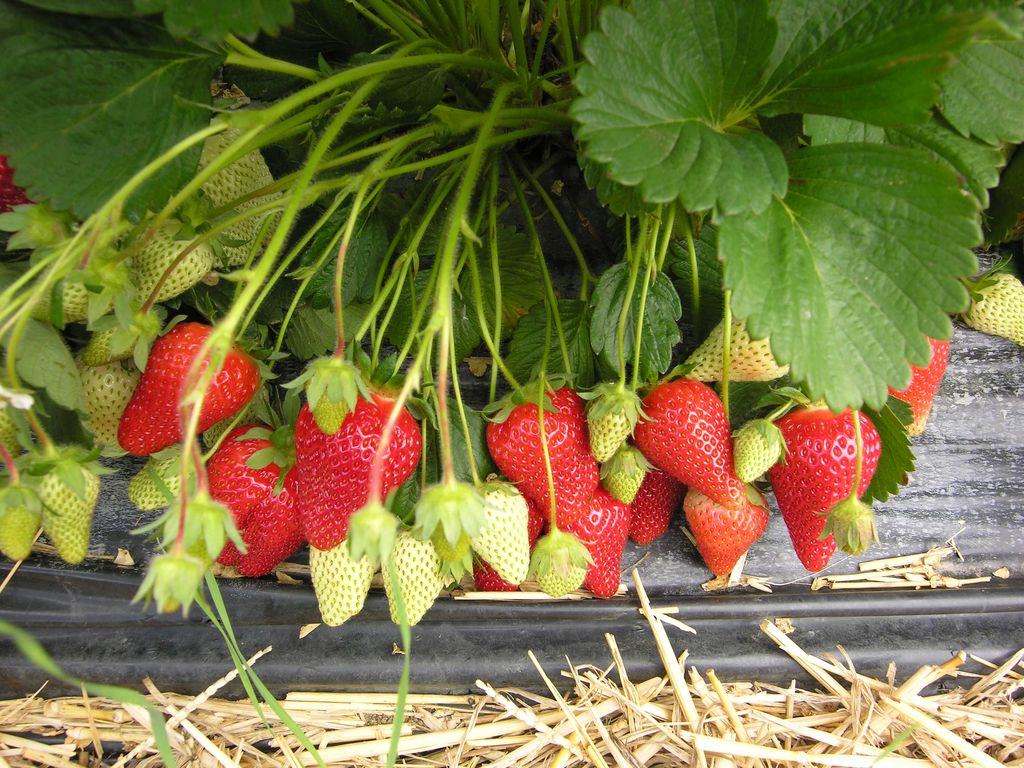 Berries as a selection