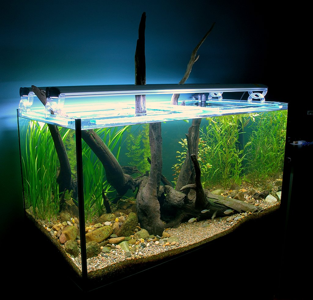 Подходящий аквариум для данио