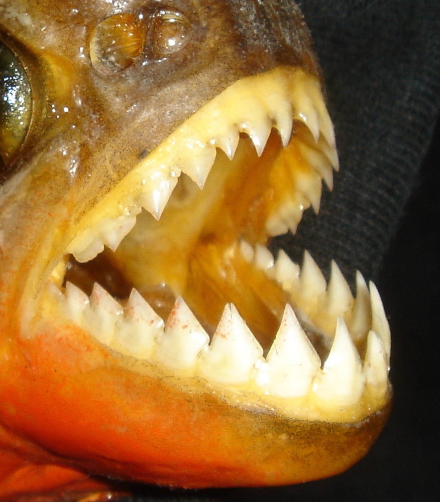 Зубы у рыбы фото
