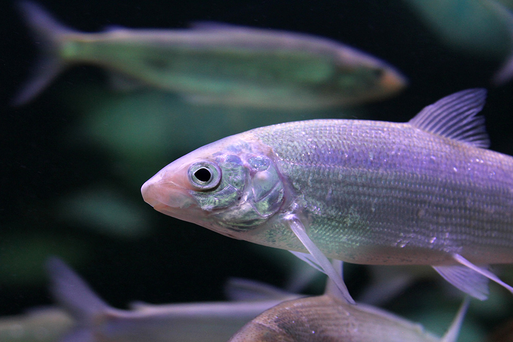 Рыба сиг — 11 фактов и полезные свойства продукта