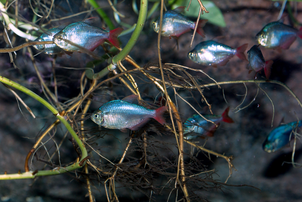 Colombian tetra maintenance and care