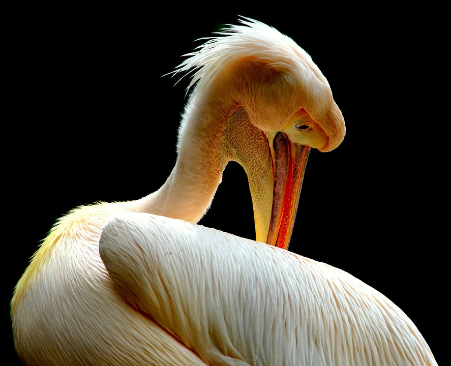 Белый пеликан