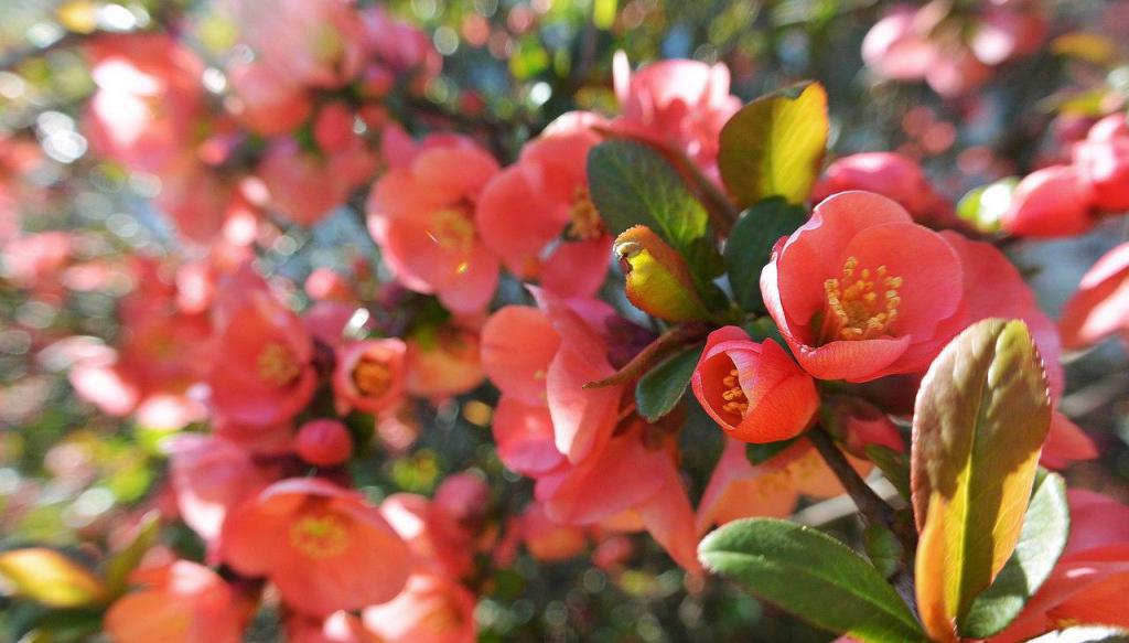 flowers in the park