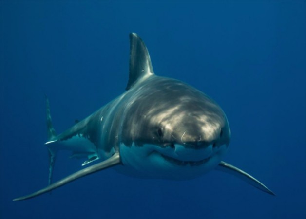 фото акулы
