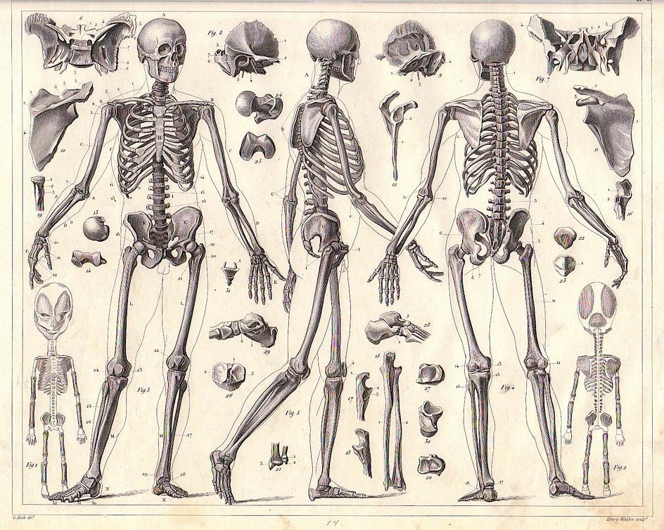 Факты о скелете