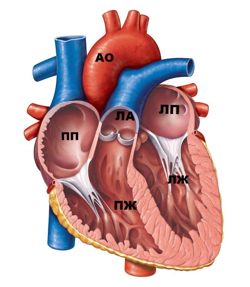 Строение митрального клапана сердца