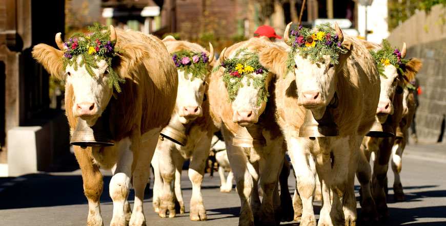 The procession of cattle