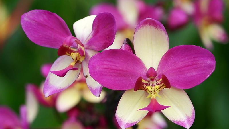 Orchid - symbolizes the prosperity of Singapore