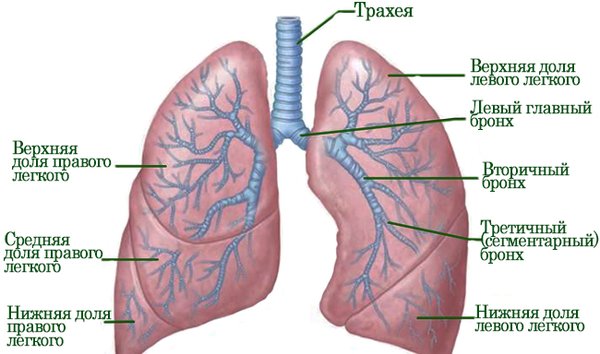 Бронхиальное дерево легких