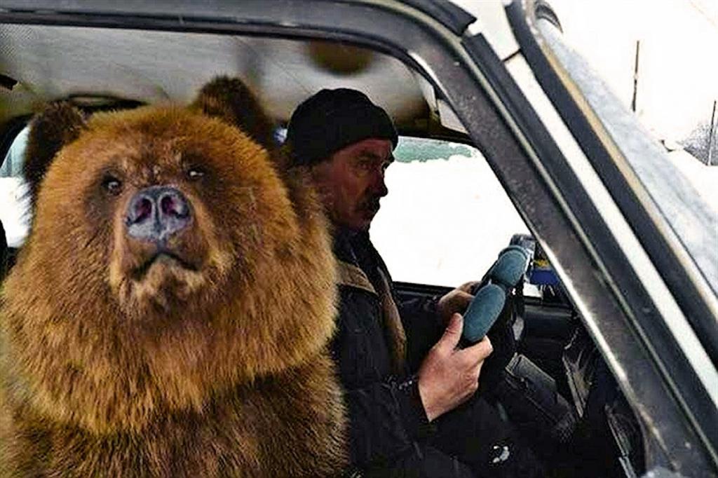 Перевозка медведя в авто