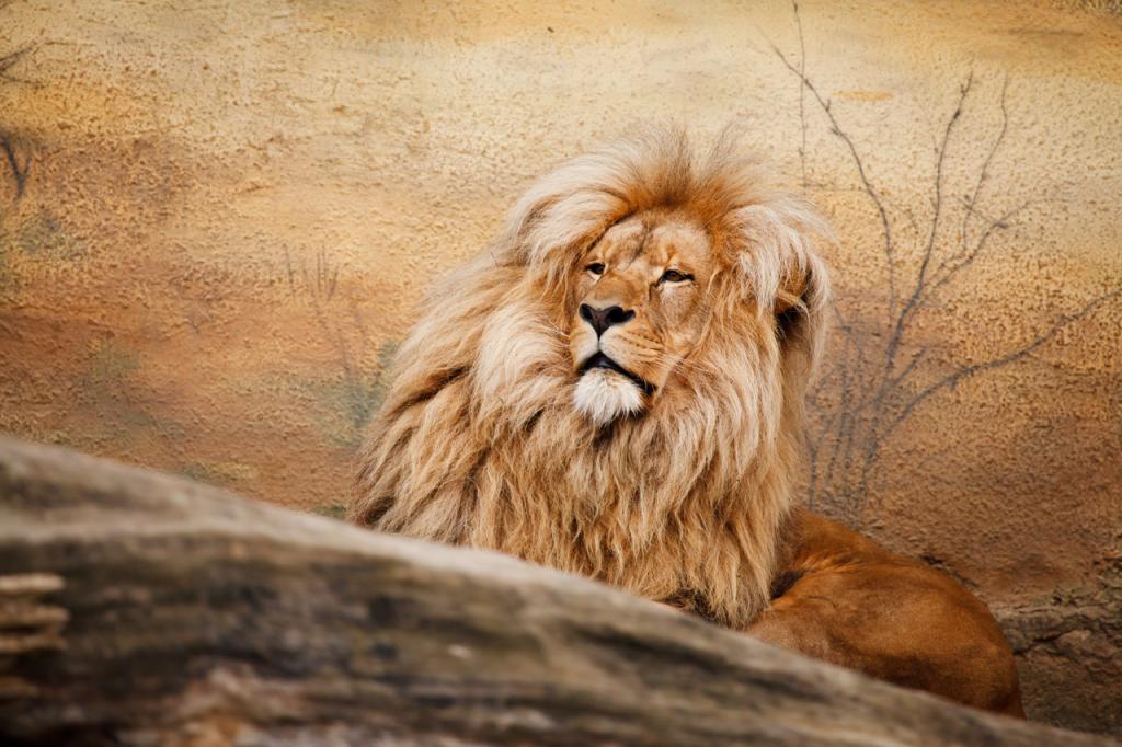 Лев - царь зверей