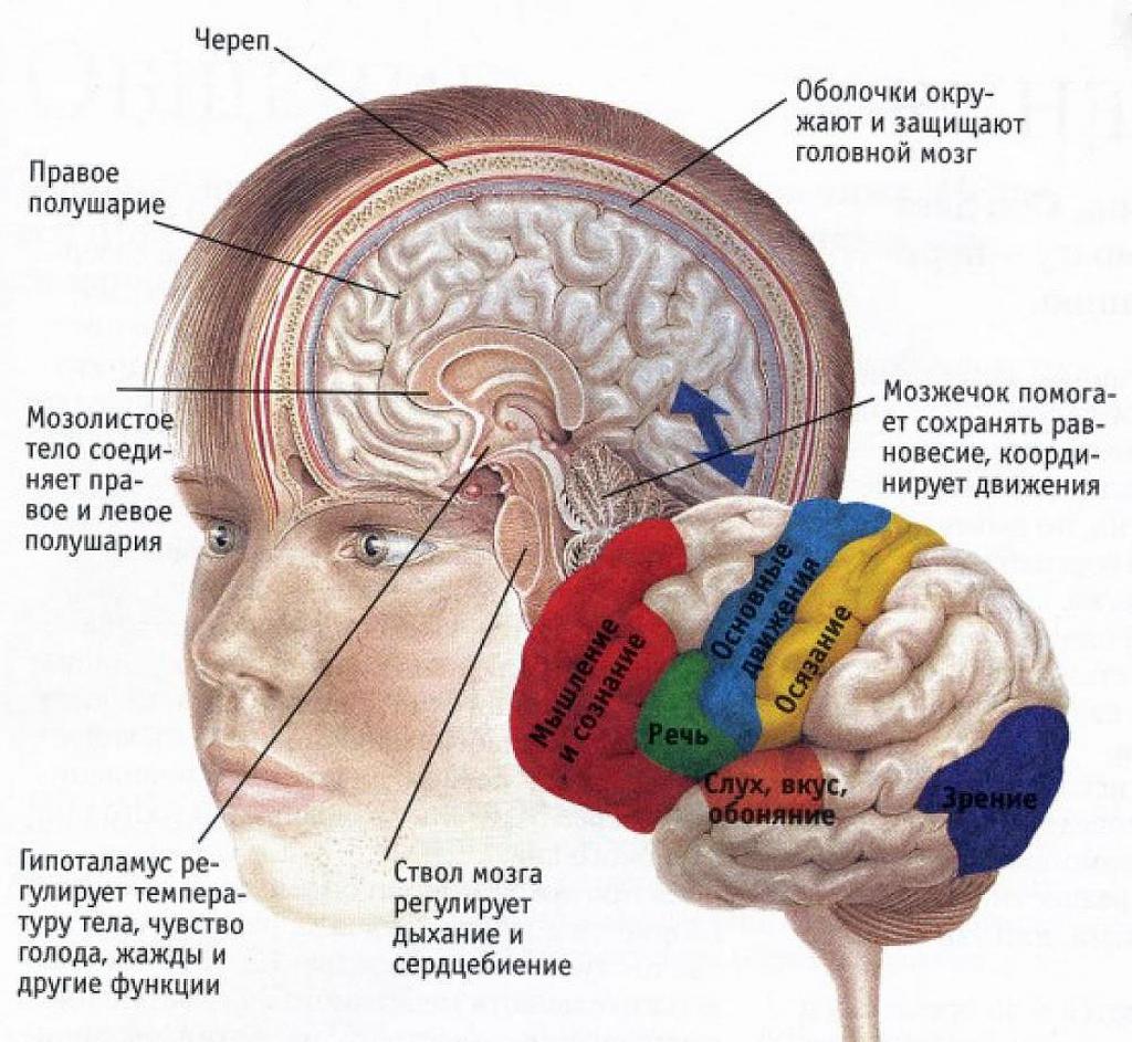 расположение в головном мозге
