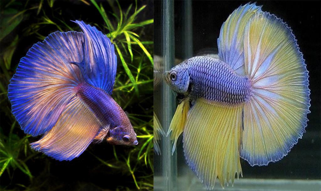 Как отличить самку от самца рыбка петушок фото