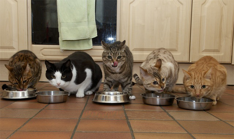 У котиков хороший аппетит