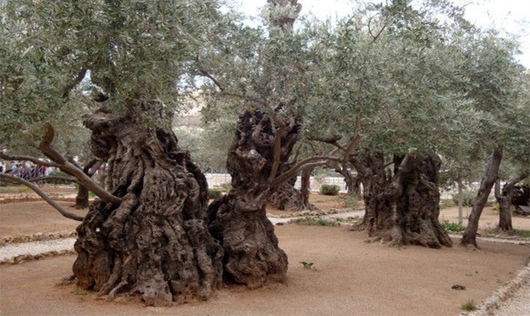 Оливковые деревья в Гефсиманском саду