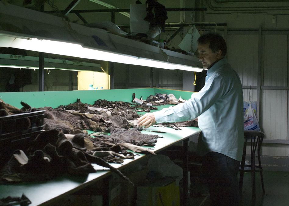 Worker in a fur factory