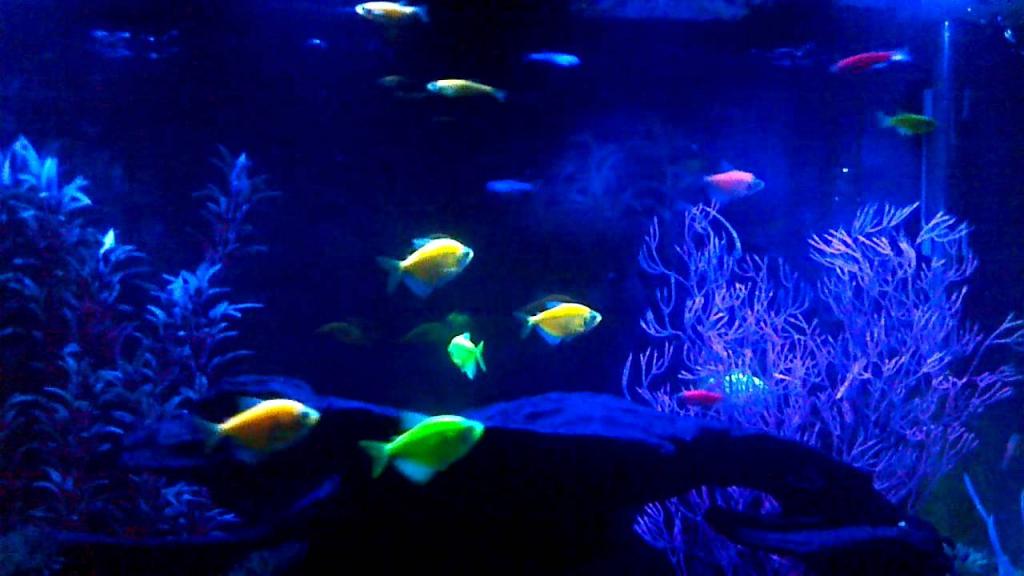 Glowing Aquarium Fish