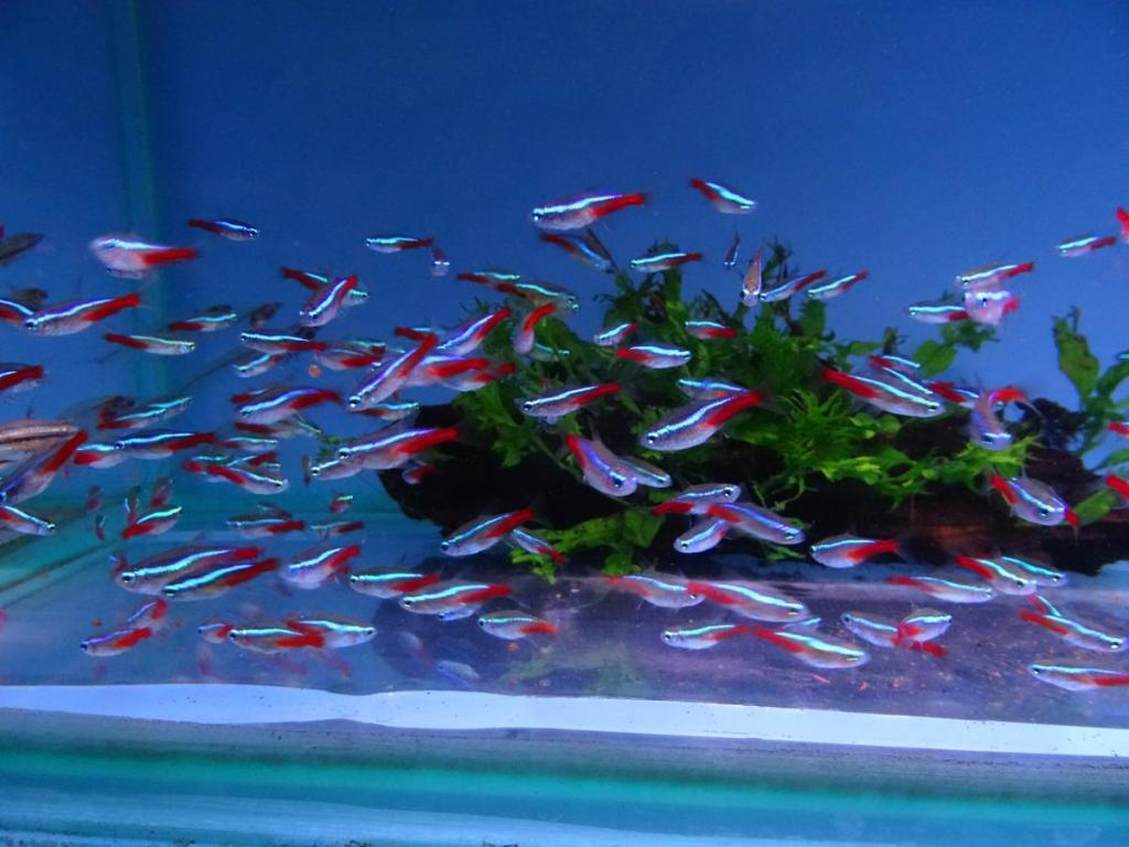 Неоны рыбки аквариумные фото