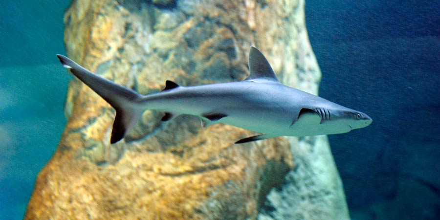 Черноперая рифовая акула