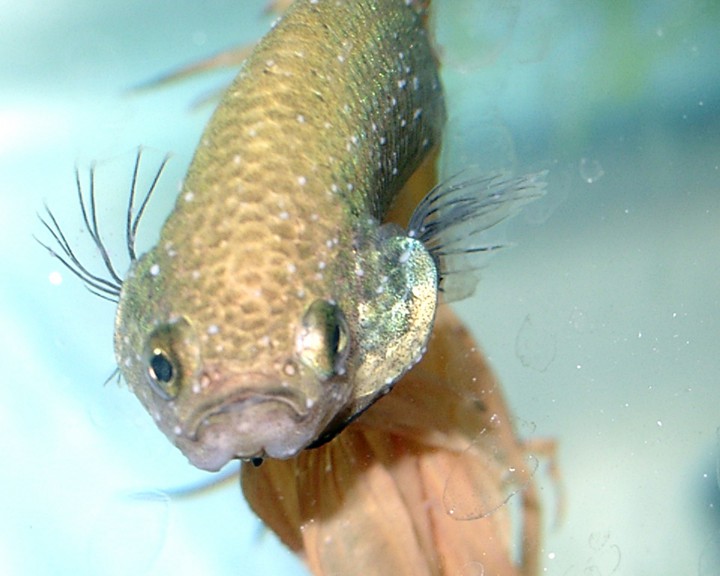 Болезни аквариумных рыб петушков симптомы фото